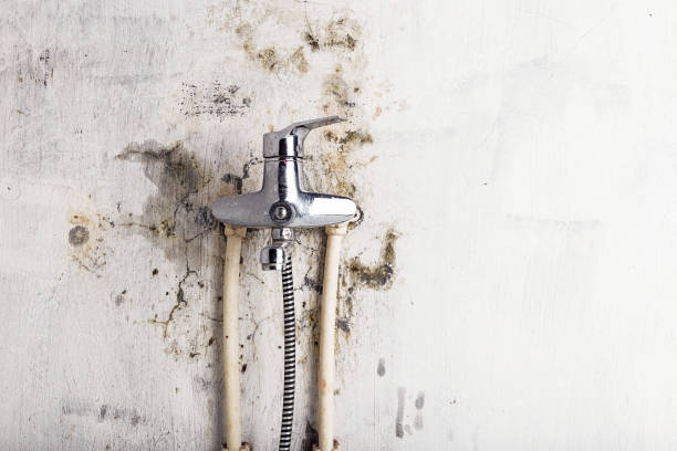 Best Toxic Mold Removal  in West Bend, WI