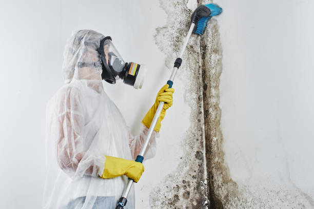 Best Mold Removal Near Me  in West Bend, WI