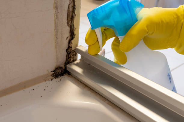 Best Mold Remediation  in West Bend, WI