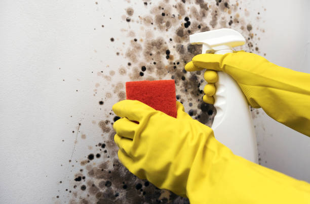 Best Mold Removal Near Me  in West Bend, WI