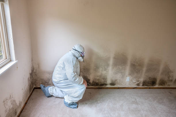 Best Mold Removal Company Near Me  in West Bend, WI