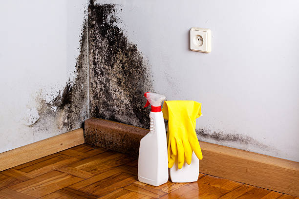 Best Professional Mold Removal  in West Bend, WI