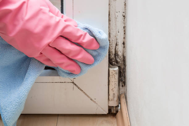 Best Black Mold Removal  in West Bend, WI