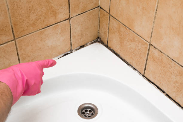 Mold Removal Process in West Bend, WI
