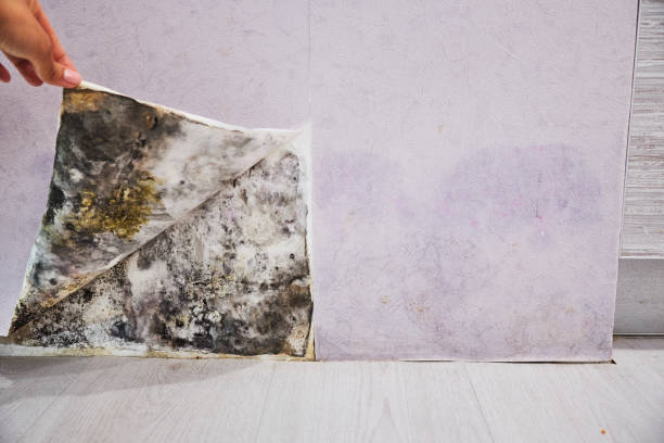 Best Residential Mold Removal  in West Bend, WI